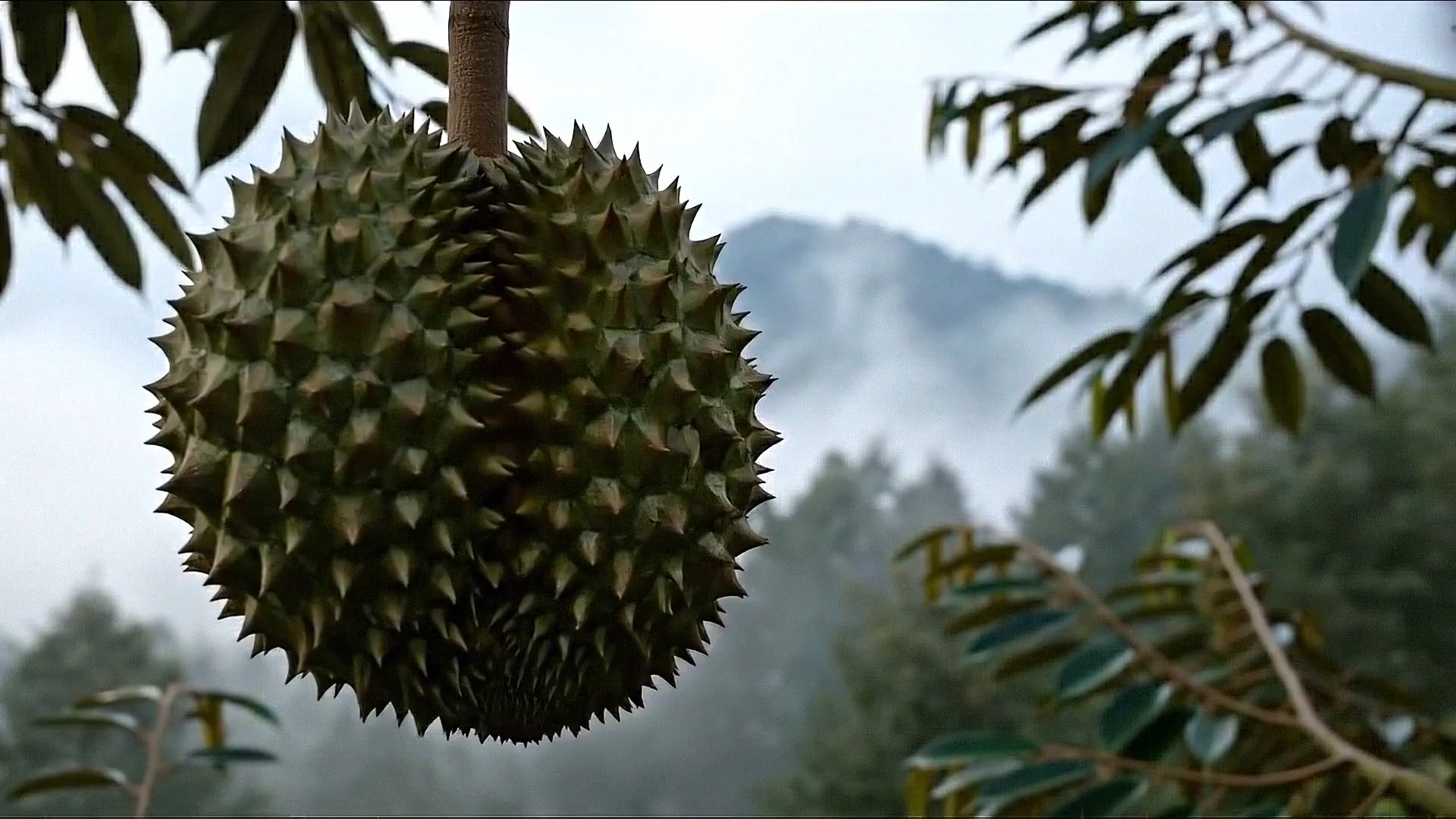 Representative close-up of durian fruit.